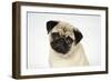 Fawn Pug-null-Framed Photographic Print