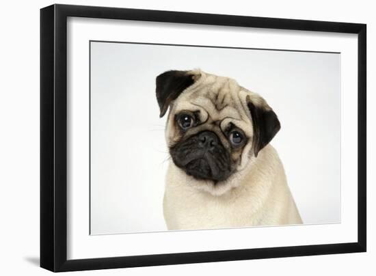 Fawn Pug-null-Framed Photographic Print