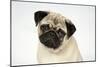 Fawn Pug-null-Mounted Photographic Print
