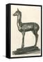 Fawn Sculpture from Herculaneum-null-Framed Stretched Canvas