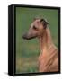 Fawn Whippet Looking Down-Adriano Bacchella-Framed Stretched Canvas