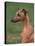 Fawn Whippet Looking Down-Adriano Bacchella-Stretched Canvas