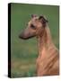Fawn Whippet Looking Down-Adriano Bacchella-Stretched Canvas