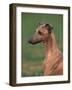 Fawn Whippet Looking Down-Adriano Bacchella-Framed Photographic Print