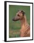 Fawn Whippet Looking Down-Adriano Bacchella-Framed Photographic Print