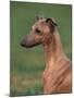 Fawn Whippet Looking Down-Adriano Bacchella-Mounted Photographic Print