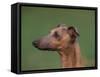 Fawn Whippet Profile-Adriano Bacchella-Framed Stretched Canvas