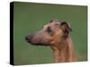 Fawn Whippet Profile-Adriano Bacchella-Stretched Canvas