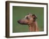 Fawn Whippet Profile-Adriano Bacchella-Framed Photographic Print