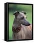 Fawn Whippet Wearing a Collar, Lookig Away-Adriano Bacchella-Framed Stretched Canvas