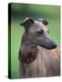 Fawn Whippet Wearing a Collar, Lookig Away-Adriano Bacchella-Stretched Canvas