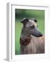 Fawn Whippet Wearing a Collar, Lookig Away-Adriano Bacchella-Framed Photographic Print