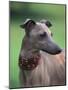 Fawn Whippet Wearing a Collar, Lookig Away-Adriano Bacchella-Mounted Photographic Print