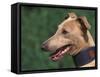 Fawn Whippet Wearing a Collar-Adriano Bacchella-Framed Stretched Canvas