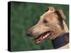 Fawn Whippet Wearing a Collar-Adriano Bacchella-Stretched Canvas