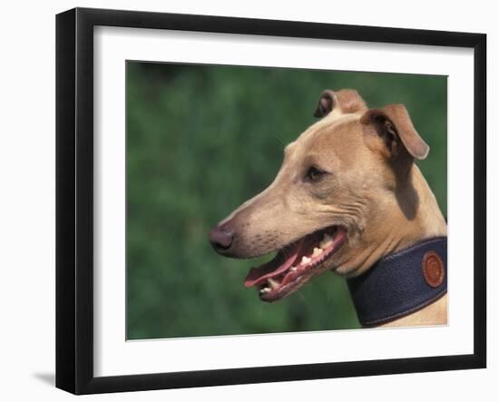 Fawn Whippet Wearing a Collar-Adriano Bacchella-Framed Photographic Print