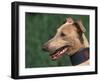 Fawn Whippet Wearing a Collar-Adriano Bacchella-Framed Photographic Print