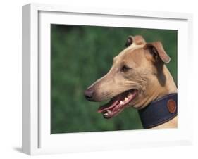 Fawn Whippet Wearing a Collar-Adriano Bacchella-Framed Photographic Print