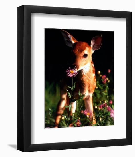 Fawn-null-Framed Art Print