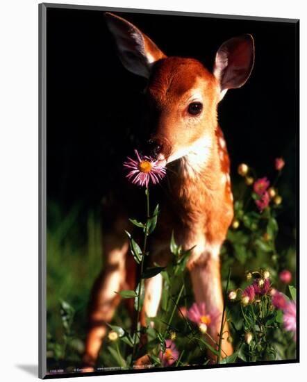 Fawn-null-Mounted Art Print