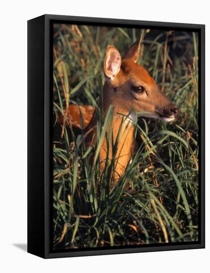 Fawn-null-Framed Stretched Canvas