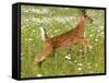 Fawn-null-Framed Stretched Canvas