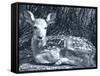 Fawn-Gordon Semmens-Framed Stretched Canvas