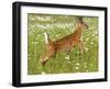 Fawn-null-Framed Photographic Print