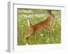 Fawn-null-Framed Photographic Print