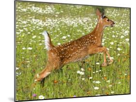 Fawn-null-Mounted Photographic Print