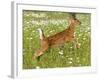 Fawn-null-Framed Photographic Print