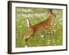 Fawn-null-Framed Photographic Print