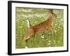 Fawn-null-Framed Photographic Print