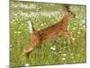 Fawn-null-Mounted Photographic Print