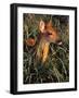 Fawn-null-Framed Photographic Print