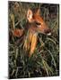 Fawn-null-Mounted Photographic Print