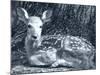 Fawn-Gordon Semmens-Mounted Photographic Print