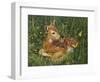 Fawn-William Vanderdasson-Framed Premium Giclee Print