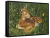 Fawn-William Vanderdasson-Framed Stretched Canvas