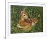 Fawn-William Vanderdasson-Framed Premium Giclee Print