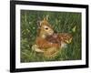 Fawn-William Vanderdasson-Framed Premium Giclee Print