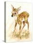 Fawn-Peggy Harris-Stretched Canvas