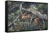 Fawns and Flowers-Jeff Tift-Framed Stretched Canvas