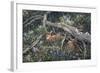 Fawns and Flowers-Jeff Tift-Framed Giclee Print