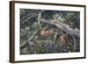 Fawns and Flowers-Jeff Tift-Framed Giclee Print