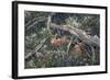 Fawns and Flowers-Jeff Tift-Framed Giclee Print