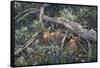 Fawns and Flowers-Jeff Tift-Framed Stretched Canvas