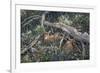 Fawns and Flowers-Jeff Tift-Framed Giclee Print