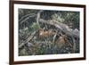 Fawns and Flowers-Jeff Tift-Framed Giclee Print