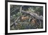 Fawns and Flowers-Jeff Tift-Framed Giclee Print